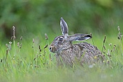 The ears of the European Hare, also called spoons, can be turned separately in different directions, so friend and foe can be identified and distinguished in time