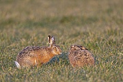 Vorsichtig naehert sich der maennliche Feldhase der Haesin, Lepus europaeus, Cautiously the male European Hare approaches the doe