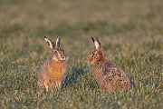 Eintraechtig sitzen sich der maennliche Feldhase und die Haesin gegenueber, Lepus europaeus, The male European Hare and the doe sit unanimously opposite each other