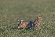 Vorsichtig naehert sich ein Rammler der Feldhaesin von hinten, Lepus europaeus, Cautiously a buck approaches the European Hare female from behind