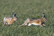 In wilder Jagd verfolgen sich die Feldhasen auf einer Wiese, Lepus europaeus, In wild chase the European Hares pursue each other on a meadow