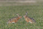Bedaechtig naehert sich ein Rammler der Feldhaesin in der Rammelzeit, Lepus europaeus, Cautious approach a male European Hare a female in the rutting season