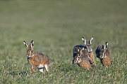 Drei Rammler verfolgen eine Feldhaesin in der Rammelzeit, Lepus europaeus, Three European Hare bucks chase a female in the mating season