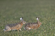 Die Feldhaesin stoppt direkt vor dem Rammler und senkt ihren Hinterkoerper, Lepus europaeus, The female European Hare stops directly in front of the buck and lowers her hind body