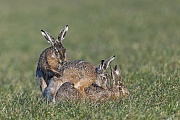 Der zweite Rammler versucht den Kontrahenten von der Feldhaesin zu draengen, Lepus europaeus, The second buck tries to push the opponent away from the female European Hare