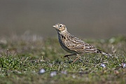 Feldlerche - Altvogel, Alauda arvensis, Eurasian Skylark also called Common Skylark