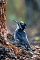 Fichtenspechte zimmern jedes Jahr eine neue Bruthoehle  -  (Foto Fichtenspecht Maennchen in Alaska), Picoides dorsalis, American Three-toed Woodpecker, the pair excavates a new nest hole each year  -  (Photo American Three-toed Woodpecker male in Alaska)