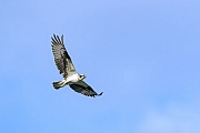 Fischadler erreichen eine Fluegelspannweite von 127 - 174 cm  -  (Foto Fischadler im Flug), Pandion haliaetus, Osprey has a wingspan from 127 to 174 cm  -  (Fish Hawk - Photo Osprey in flight)