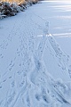 Fischotterspuren auf einer Eisflaeche  -  Fischotterfaehrten im Winter  -  Otterwechsel mit Rutschspuren im Winter, Lutra lutra, Otter runway in winter  -  Otter tracks on an ice surface  -  Otter spoor  -  Otter footprint  -  Otter paw print