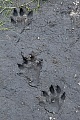 Fischotterspuren an einem Teichufer  -  Fischotterfaehrten, Lutra lutra, Otter tracks on the shore of a pond  -  Otter spoor - Otter footprint - Otter trail
