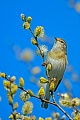 Der Fitis ist ein Zugvogel  -  (Fitislaubsaenger - Foto Fitis wenige Tage nach der Ankunft im Brutgebiet), Phylloscopus trochilus, The Willow Warbler is a migratory bird  -  (Photo Willow Warbler in early spring)