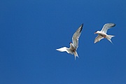 Common Tern, the young hatch after 21 to 22 days  -  (Photo Common Tern air combat between adult birds)