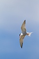 Common Tern feeds by plunge-diving for fish, molluscs and other invertebrate  -  (Photo Common Tern adult in breeding plumage)