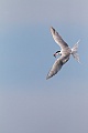 Fluss-Seeschwalbe, die Jungvoegel sind nach 22 - 28 Tagen fluegge  -  (Foto Flussseeschwalbe mit erbeutetem Hering), Sterna hirundo, Common Tern, the chicks fledge in 22 to 28 days  -  (Photo Common Tern with herring)