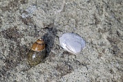 Versteinerte Muschel und Schnecke in einer Kreidegrube, Fossilien - fossils, Fossilisation of a shell and snail in a chalkpit
