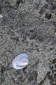 Versteinerte Muschel in einer Kreidegrube, Fossilien - fossils, Fossilisation of a shell in a chalkpit