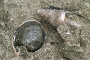 Versteinerte Muschel und Schnecke in einer Kreidegrube, Fossilien - fossils, Fossilisation of a shell and snail in a chalkpit