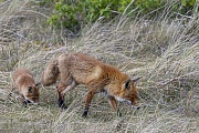 In der Regel besucht die Rotfuchsfaehe die Jungfuechse 1 - 2mal am Tag, Vulpes vulpes, As a rule, the Red Fox mother visits the pups 1 to 2 times a day