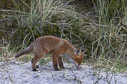 Ein Rotfuchswelpe untersucht die Losung eines Geschwister, Vulpes vulpes, A Red Fox cub examines the droppings of a sibling