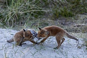 Manchmal sehen die spielerischen Kaempfe unter den Rotfuchswelpen gefaehrlicher aus, als sie es wirklich sind, Vulpes vulpes, Sometimes the playful fights between the Red Fox pups look more dangerous than they really are