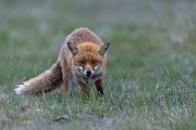 Ich bin immer wieder vom Blick der Rotfuchsfaehe begeistert, Vulpes vulpes, I am always amazed by the look of the female Red Fox