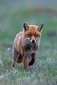Die Rotfuchsfaehe hat eine weitere vermeintliche Beute im Visier, Vulpes vulpes, The Red Fox vixen has another supposed prey in sight