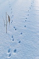 Fuchsspuren auf einer Eisflaeche  -  Fuchsfaehrten im Winter, Vulpes vulpes, Fox tracks on an ice surface  -  Fox spoor - Fox footprint - Fox trail  -  Fox paw print
