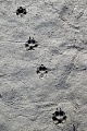 Fuchsspuren an einem Teichufer  -  Fuchsfaehrten, Vulpes vulpes, Fox tracks on the shore of a pond  -  Fox spoor - Fox footprint - Fox trail