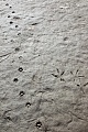 Fuchsspuren und Reiherspuren an einem Teichufer, Vulpes vulpes - Ardea species, Fox tracks and Heron tracks on the shore of a pond