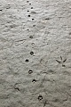 Fuchsspuren und Reiherspuren an einem Teichufer, Vulpes vulpes - Ardea species, Fox tracks and Heron tracks on the shore of a pond
