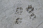 Fuchsspuren an einem Teichufer  -  Fuchsfaehrten, Vulpes vulpes, Fox tracks on the shore of a pond  -  Fox spoor - Fox footprint - Fox trail