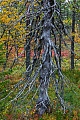 Ein urwuechsiger toter Baum in der Taiga, Fulufjaellet National Park  -  Dalarnas Laen  -  Sweden, A primitive dead tree in the taiga