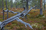 Aehnlich einer Armbrust ragt eine abgestorbene Baumkrone in die Taiga, Fulufjaellet National Park  -  Dalarnas Laen  -  Sweden, Similar to a crossbow, the crown of a dead tree juts out into the taiga