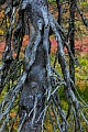 Ein von den harschen Witterungsbedingungen gekennzeichneter toter Baum in der Taiga, Fulufjaellet National Park  -  Dalarnas Laen  -  Sweden, A dead tree in the taiga marked by the harsh weather conditions