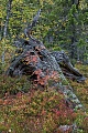 Herbstlandschaft in der Schwedischen Taiga, Fulufjaellet-Nationalpark  -  Dalarnas Laen  -  Schweden, Autumn Landscape in the Swedish taiga