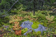 Herbstlich verfaerbte Farnwedel in der Schwedischen Taiga, Fulufjaellet-Nationalpark  -  Dalarnas Laen  -  Schweden, Fern fronds with autumnal colours in the Swedish taiga