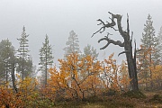 Eine abgestorbene Kiefer im Nebel in der Uebergangszone zwischen Taiga und Tundra, Fulufjaellet-Nationalpark  -  Dalarnas Laen  -  Schweden, A dead pine in the fog at the transition zone between taiga and tundra