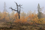 Ein alte abgestorbene Kiefer zwischen Birken auf dem Fulufjaell, Fulufjaellet-Nationalpark  -  Dalarnas Laen  -  Schweden, An old dead pine between birches on the Fulufjaell