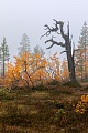 Ein Besuch des Fulufjaellet-Nationalparks im Herbst ist immer empfehlenswert, Fulufjaellet-Nationalpark  -  Dalarnas Laen  -  Schweden, A visit to Fulufjaellet National Park in autumn is always recommended