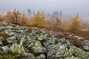 Die herbstliche Farbenpracht auf dem Fulufjaell waehrt nur 2 - 3 Wochen, Fulufjaellet National Park  -  Dalarnas Laen  -  Sweden, The autumnal colourfulness on the Fulufjaell lasts only 2 - 3 weeks