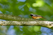 Ein Gartenrotschwanz-Maennchen in seinem Brutgebiet, Phoenicurus phoenicurus, The Common Redstart also called Eurasian Redstart or simply Redstart