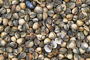 Gemeine Herzmuscheln werden in Aquakulturen gezuechtet  -  (Essbare Herzmuschel - Foto Muschelschalen am Strand)