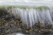 Common Rock Barnacles in the surf on the Danish North Sea coast