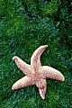 Gemeiner Seestern, im Fruehling geben die Weibchen ihre Eier ins offene Meer ab  -  (Foto Gemeiner Seestern auf einem Algenteppich an der Nordseekueste)