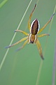 Die Gerandete Jagdspinne ist eine der groessten Spinnenarten Europas  -  (Gerandete Listspinne - Foto Gerandete Jagdspinne Weibchen), Dolomedes fimbriatus, Raft Spider is one of the largest spider species in Europe  -  (Jesus Spider - Photo Raft Spider female)