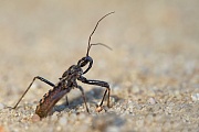 Geringelte Raubwanzen gehoeren zur Familie der Raubwanzen  -  (Kurzfluegelige Raubwanze), Coranus subapterus, Heath Assassin Bug is a species of assassin bugs