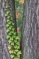 Gewoehnliche Jungfernrebe ist eine sehr wachstumsfreudige Kletterpflanze  -  (Rankender Mauerwein - Foto Blaetter im Herbst), Parthenocissus vitacea, Thicket Creeper is a prolific climber  -  (Grape Woodbine - Photo leaves in fall)