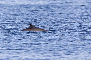 The best chances to photograph the Harbour porpoise are when they start hunting in a very small radius, then they appear again and again in an easily surveyable area