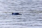 The photography of the Harbour porpoise is very difficult, as they usually only appear for 1 - 2 seconds, after which they reappear in another place and you never know where it is