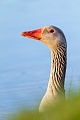 Greylag Goose has a loud cackling call and sounds like domestic goose  -  (Grey Goose - Photo Greylag Goose portrait of an adult bird)